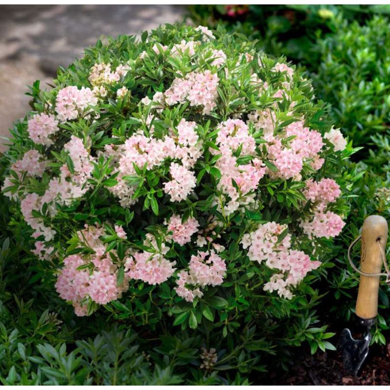 Rhododendron Bloombux Pink 2 Litre Topiary Arboretum Garden Centre