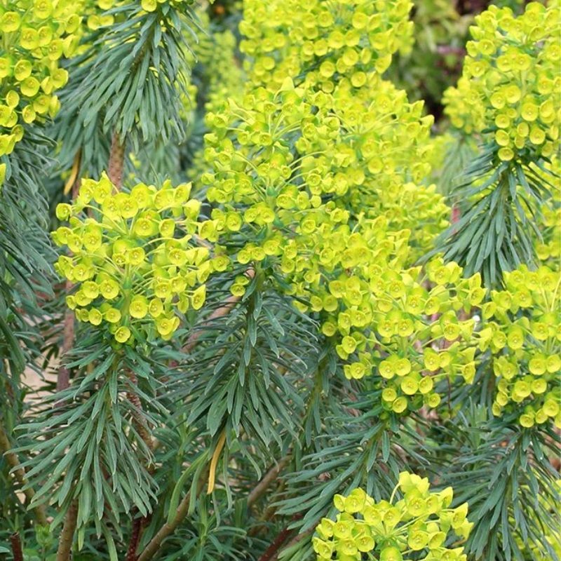 Euphorbia Characias Wulfenii Spring Flowers Arboretum Garden Centre