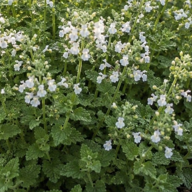 Nepeta 'Snowflake' 2 Litre