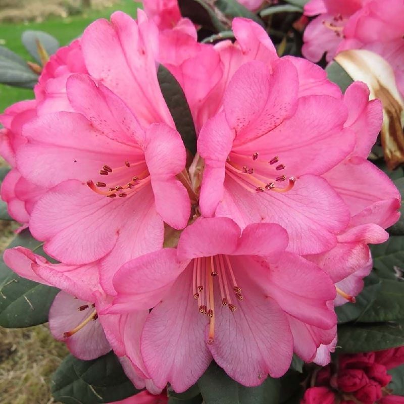 Rhododendron 'Wine & Roses'