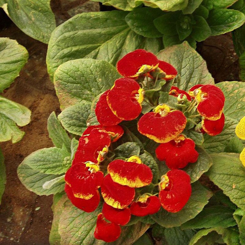 Calceolaria 'Sunset Red'