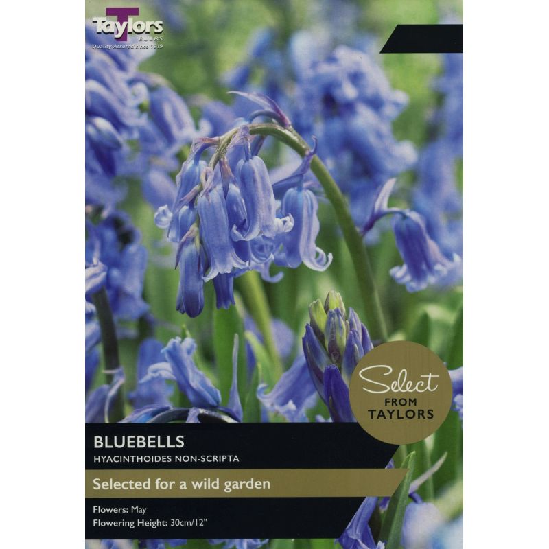 Bluebells