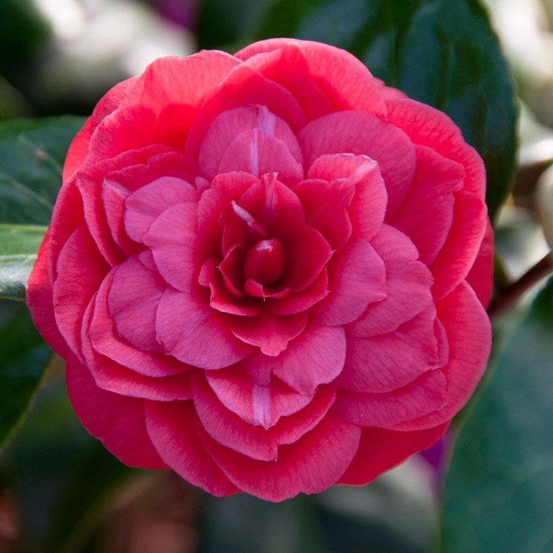 Camellia jap. 'Principessa Baciocchi' 50-60cm
