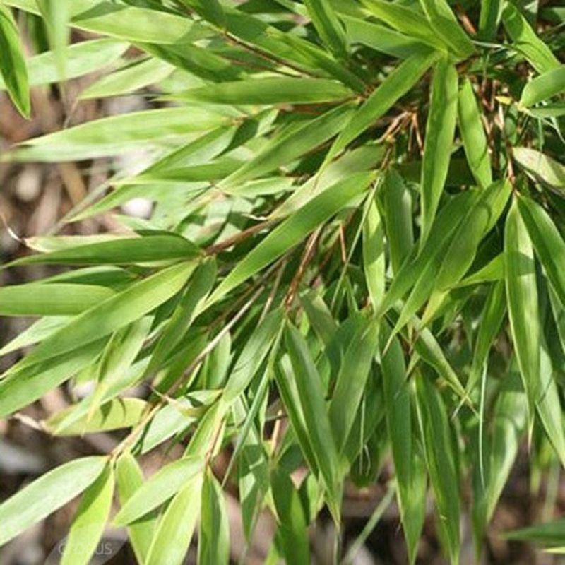 Fargesia rufa (Bamboo)