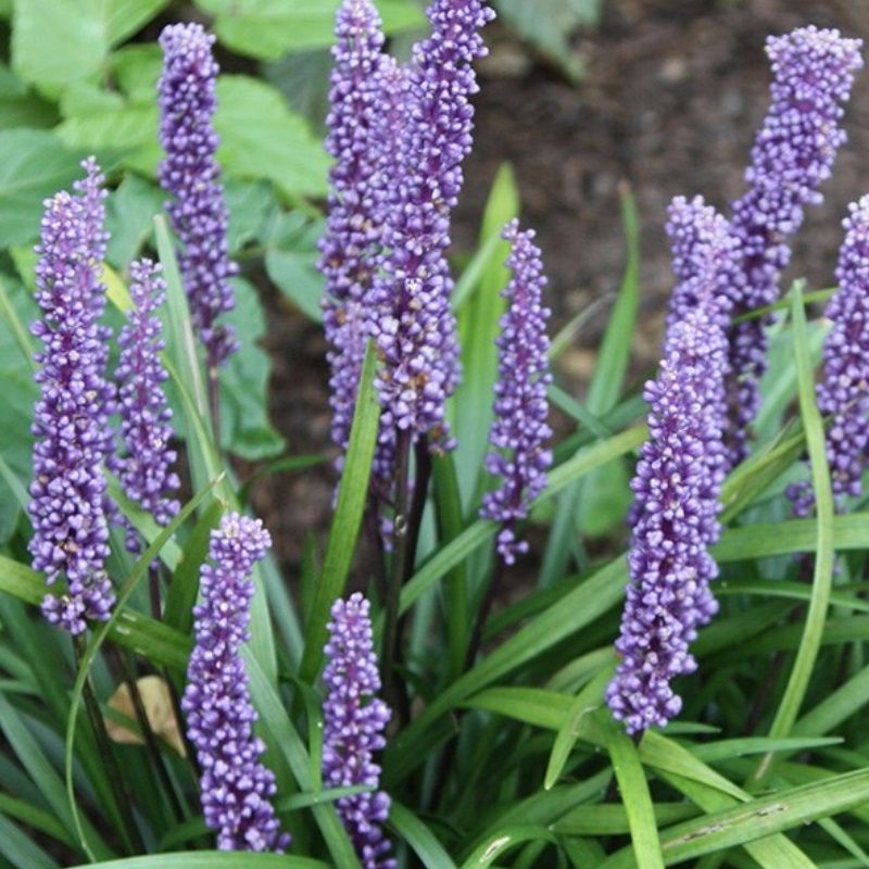 Liriope Muscari 'Big Blue' 2 Litre