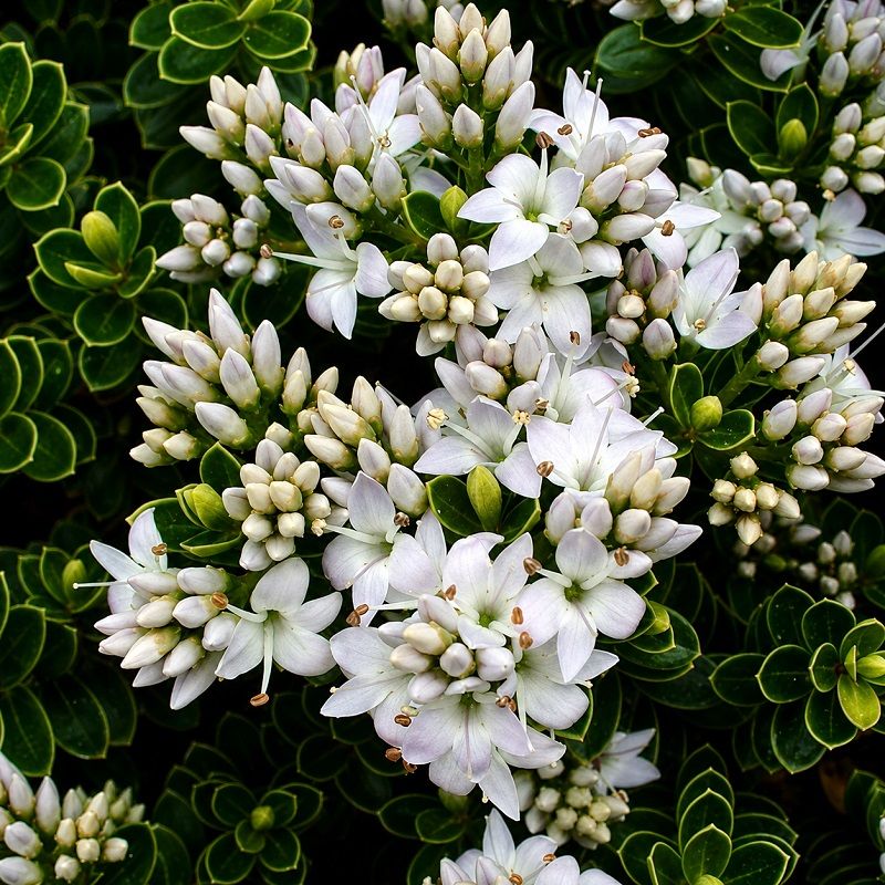 Hebe vernicosa 2 Litre