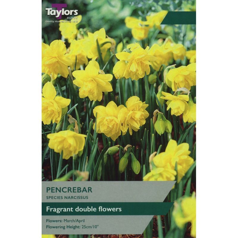 Narcissi 'Pencrebar'