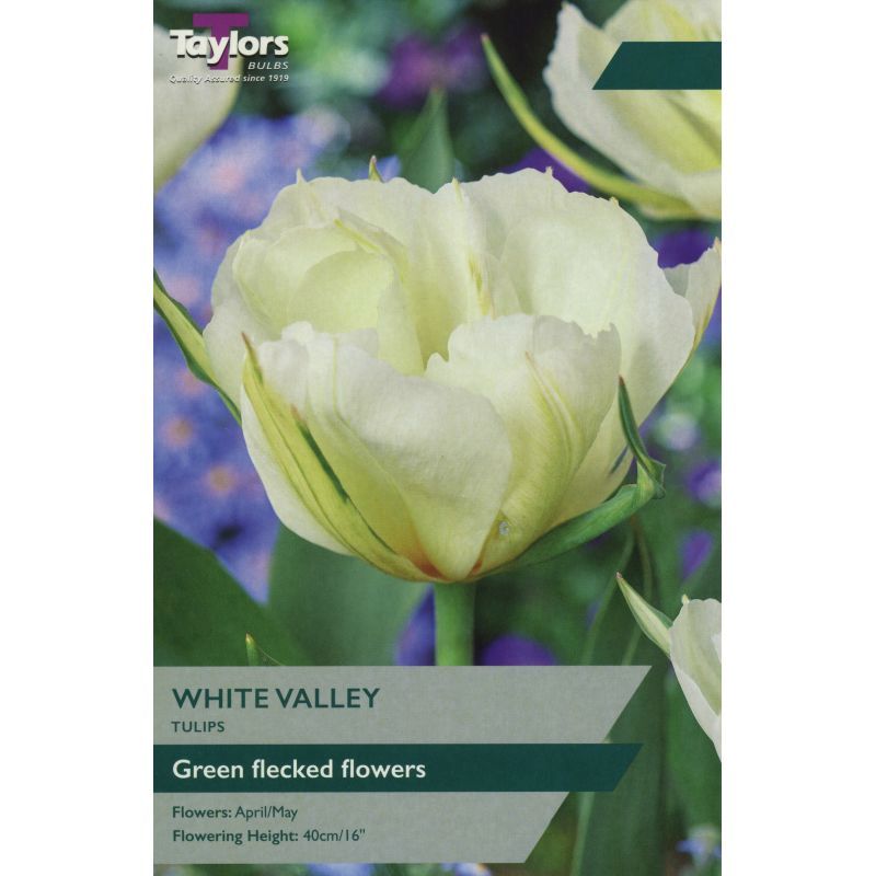 Tulip 'White Valley'