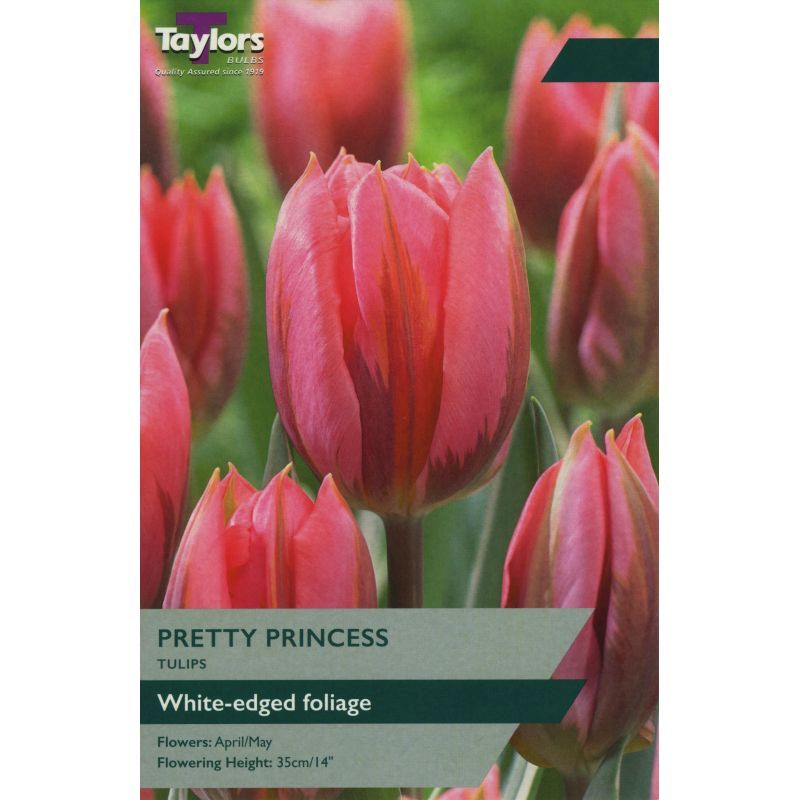 Tulip 'Pretty Princess'