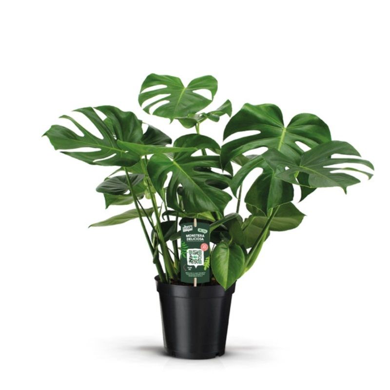 Monstera deliciosa 21cm