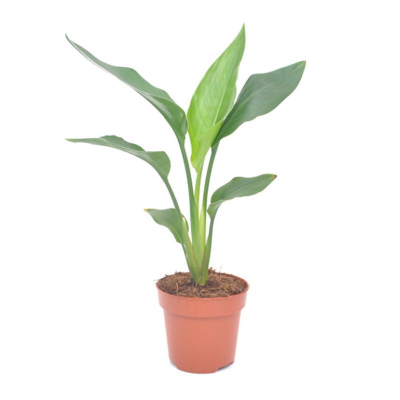 Strelitzia reginae 12cm