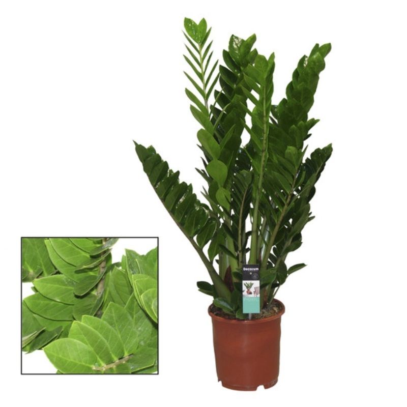 Zamioculcas zamiifolia (3+) 12cm
