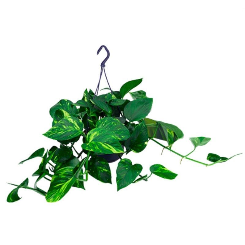 Epipremnum pinn. 'Aureum' (Scindapsus) Hanging Pot 15cm