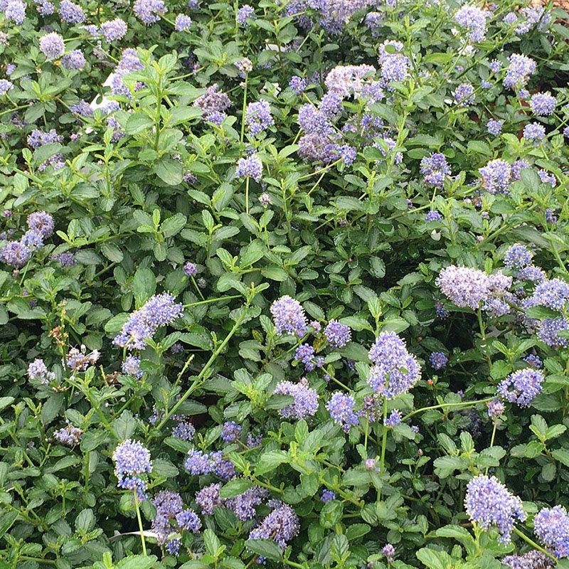 Ceanothus thyrsiflorus 'Repens' 2 Litre