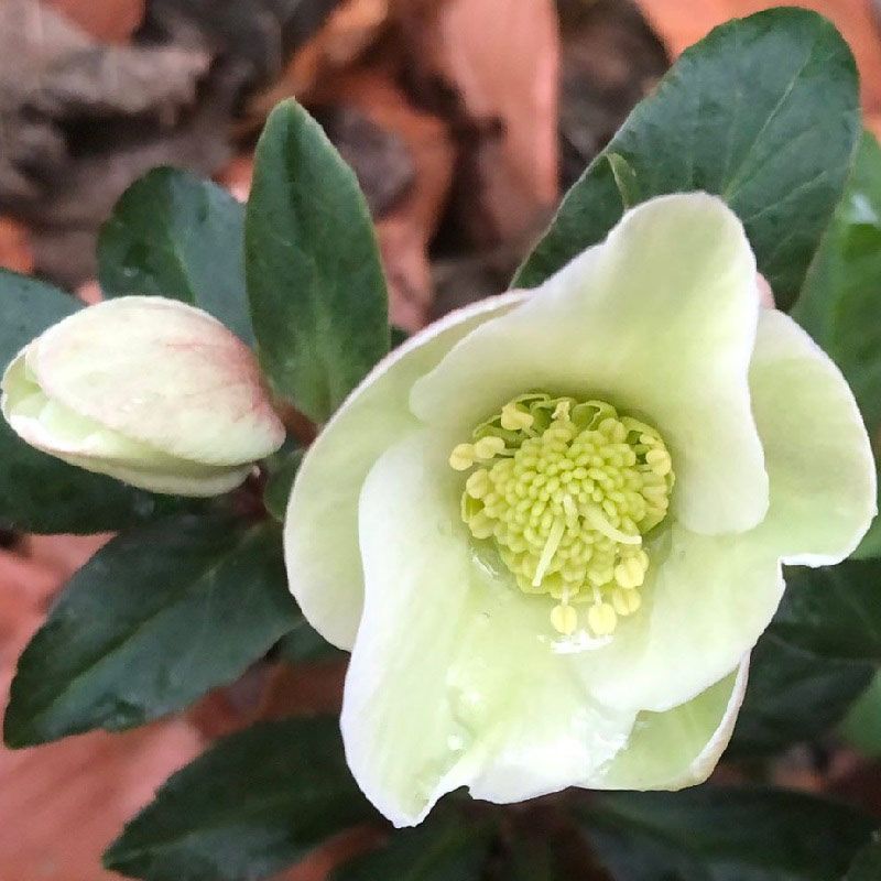 Helleborus 'Snow Dance'