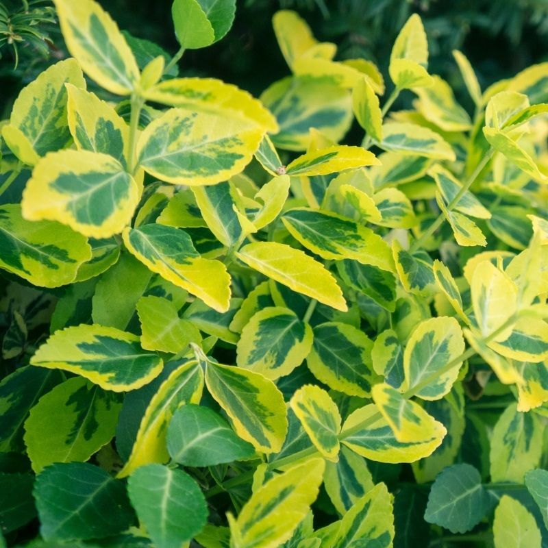 Euonymus fortunei 'Emerald and Gold' 3 Litre