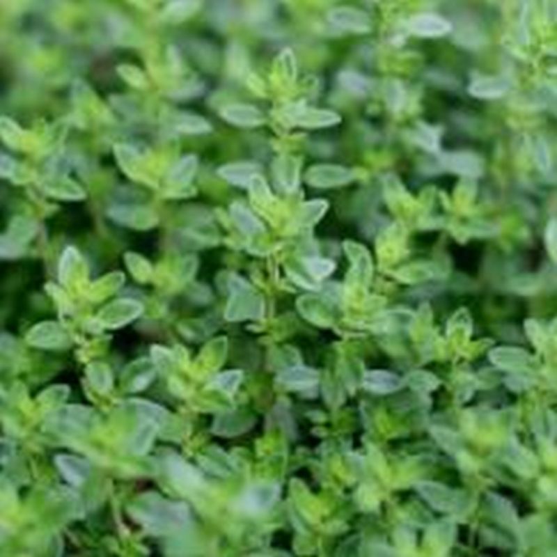 Thyme Common 9cm