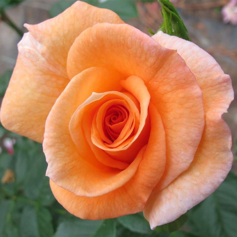 Rosa 'Scent from Heaven' 4 Litre