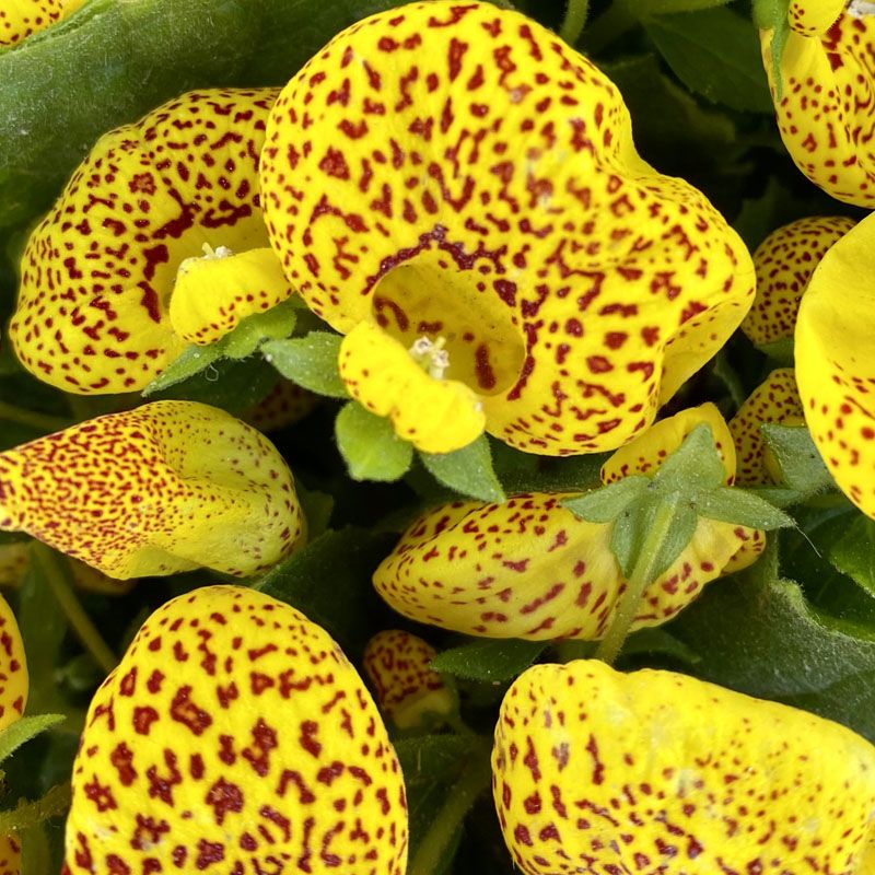 Calceolaria 'Yellow'