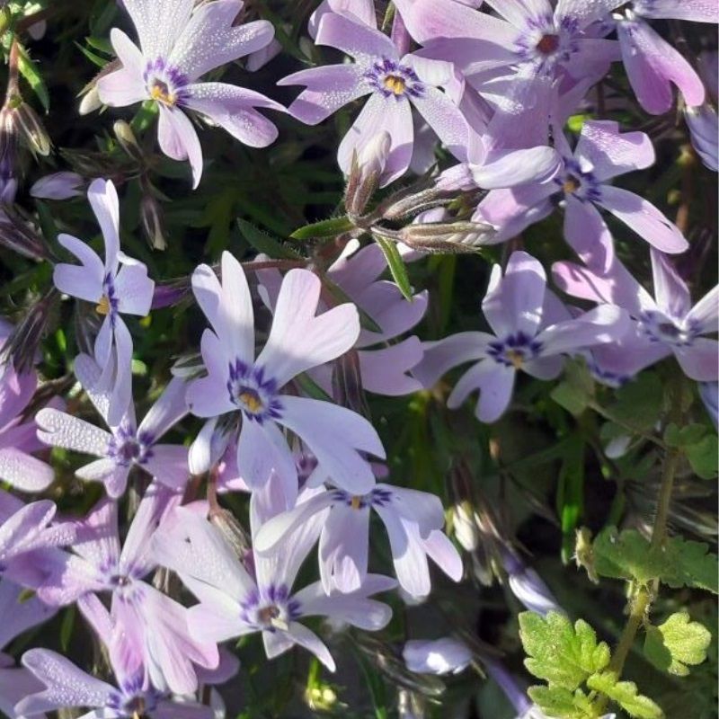 Phlox sub. 'Fabulous Blue Violet'