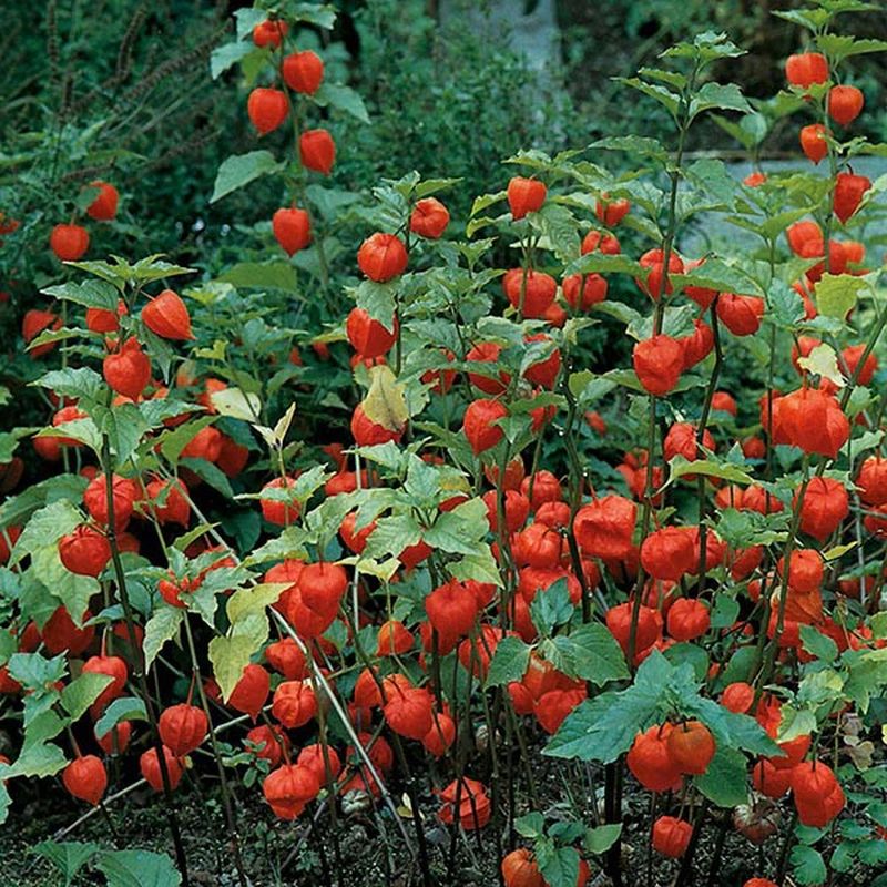 Mr Fothergill s Chinese Lanterns Physalis Alkekengi Flower Seeds Arboretum Garden Centre