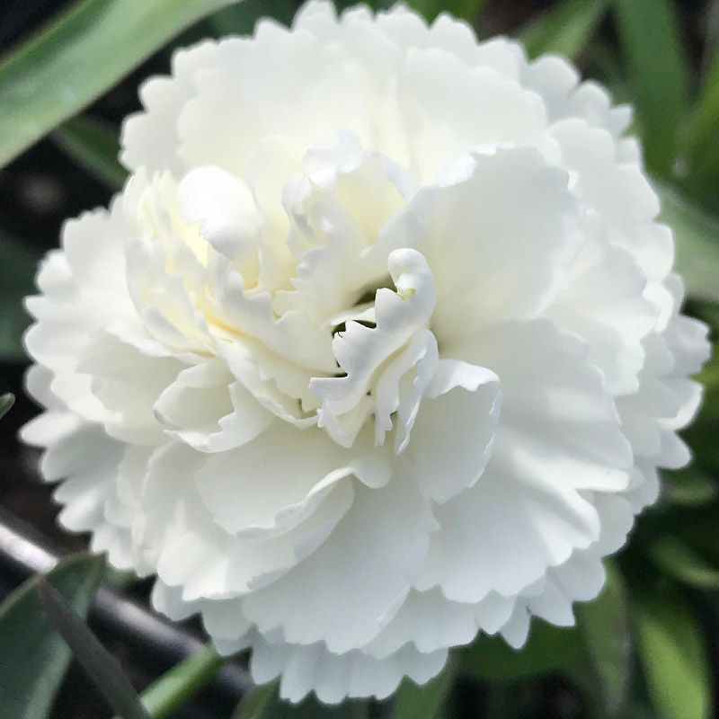 Dianthus 'Cosmos White'