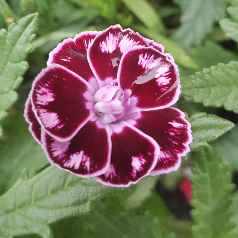 Dianthus 'Charmy'