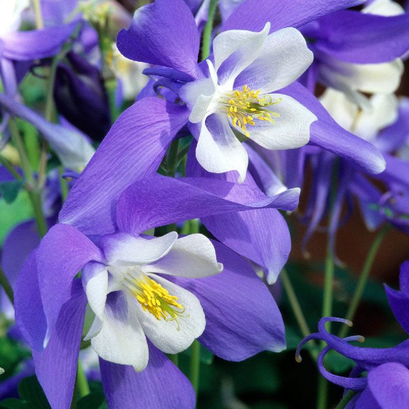 Aquilegia 'Spring Magic Navy & White'