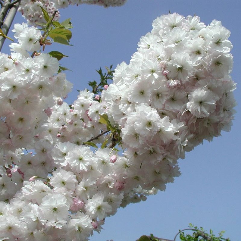 Prunus serr. 'Miyako'