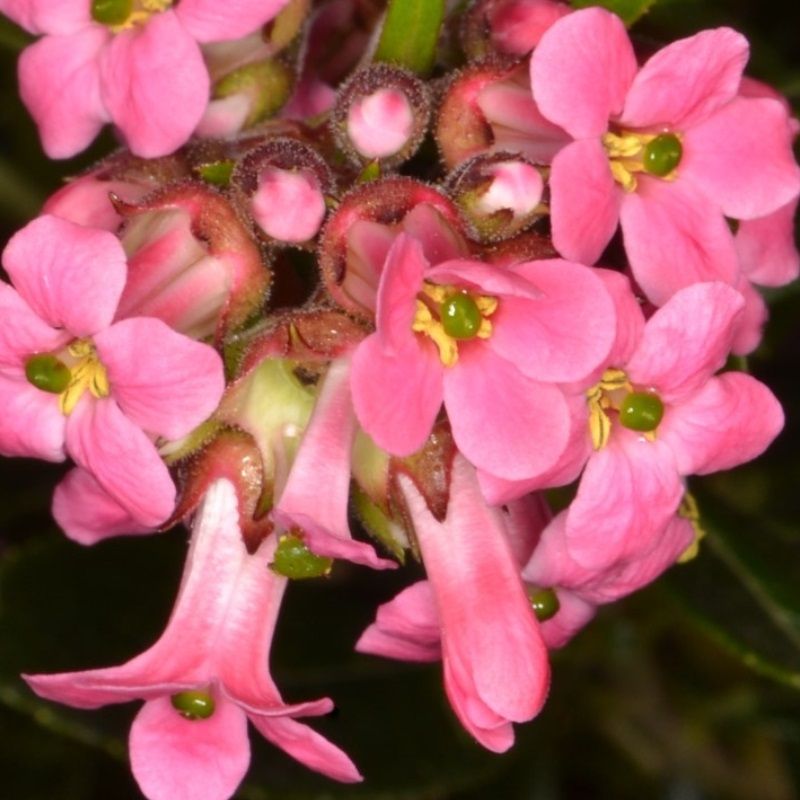 Escallonia rubra 'Macrantha'