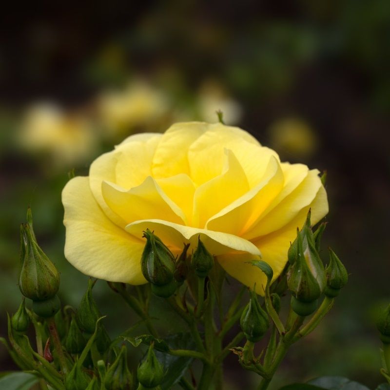 Rosa 'Flower Carpet Gold' 10 Litre
