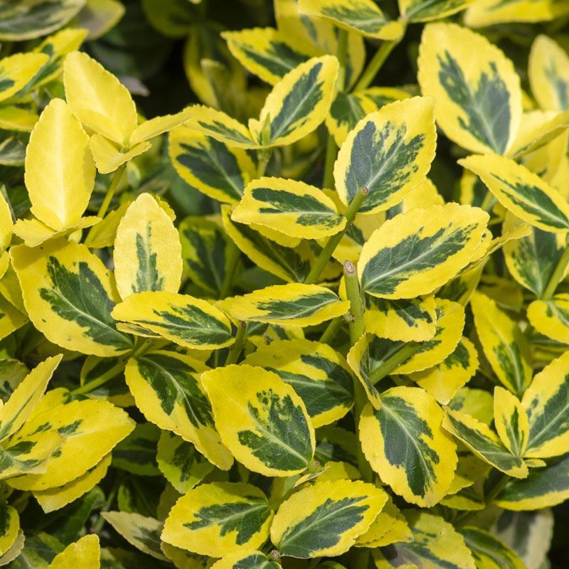 Euonymus fortunei 'Emerald N Gold'