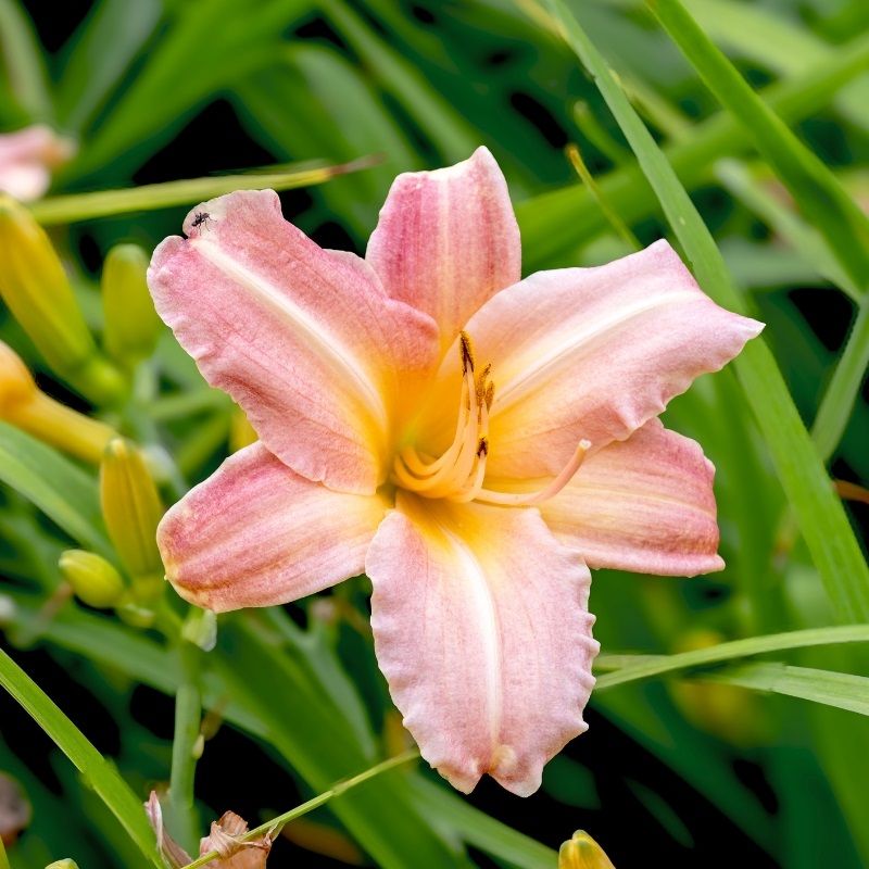 Hemerocallis 'Pink Damask' 2 Litre