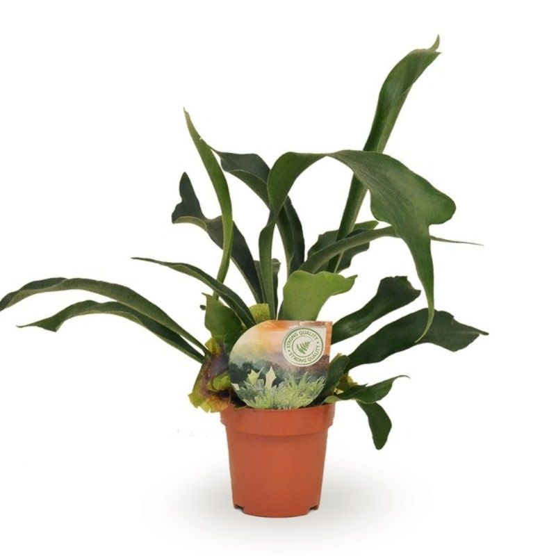 Platycerium bifurcatum 12cm
