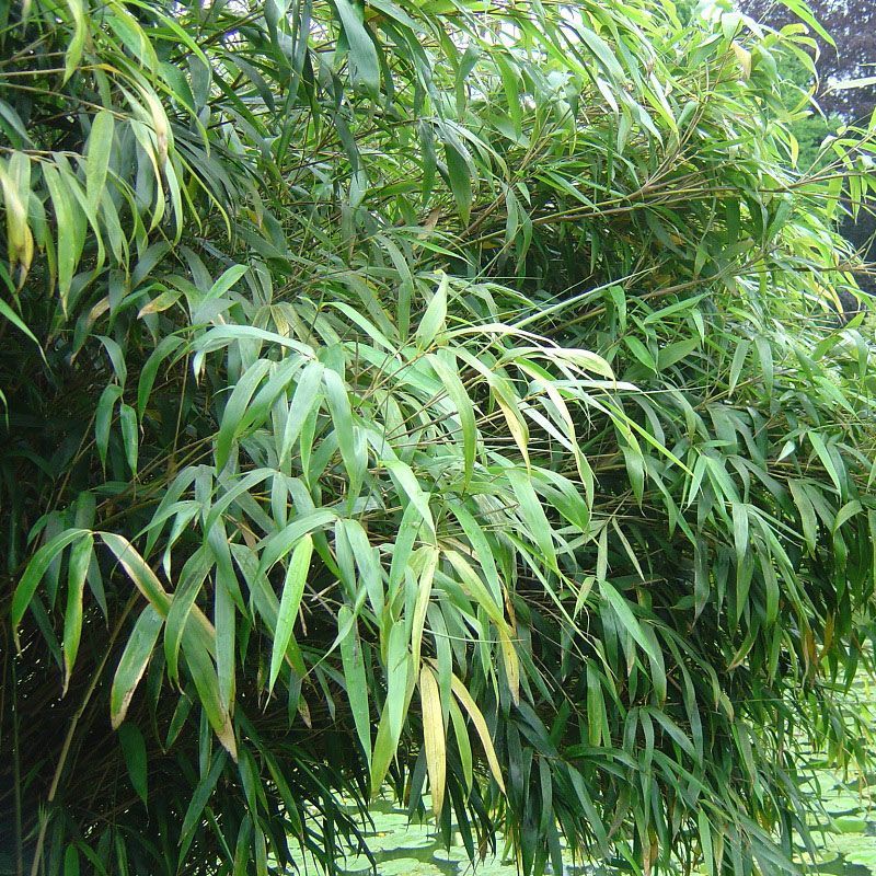 Fargesia rufa (Bamboo) 3 Litre