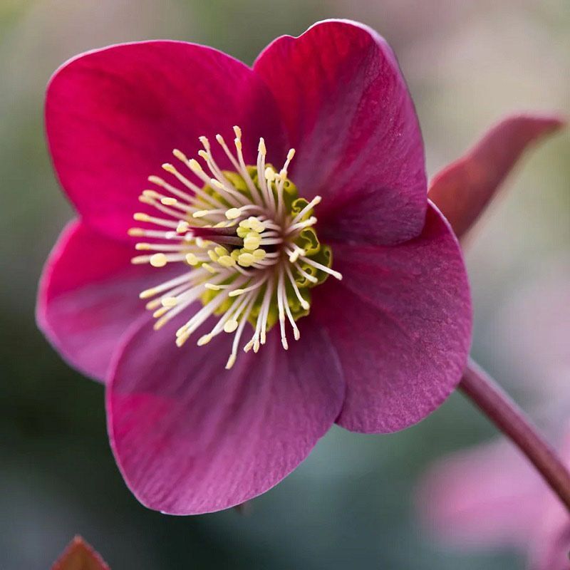 Helleborus 'Annas Red'