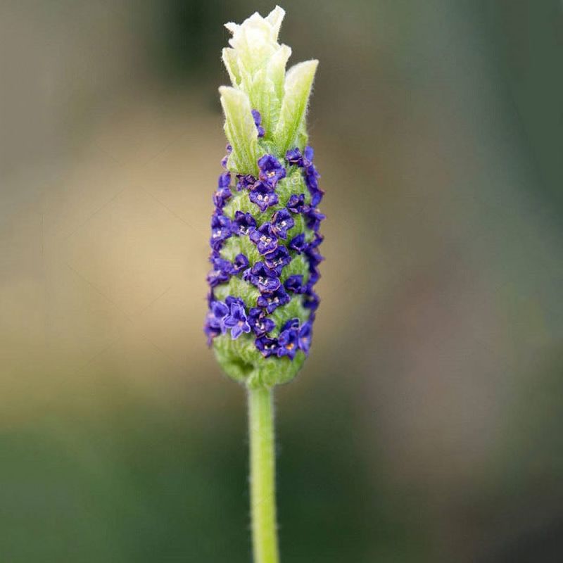 Lavandula stoechas 'Tiara' (Lavender)