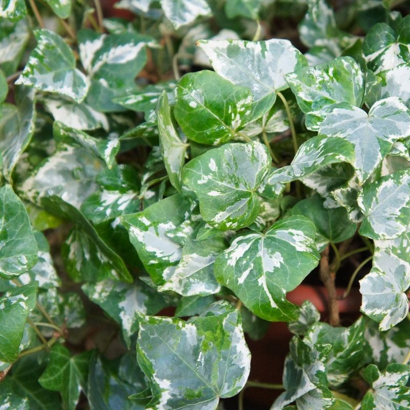 Hedera helix 'Kolibri' 3 Litre (90cm Cane)