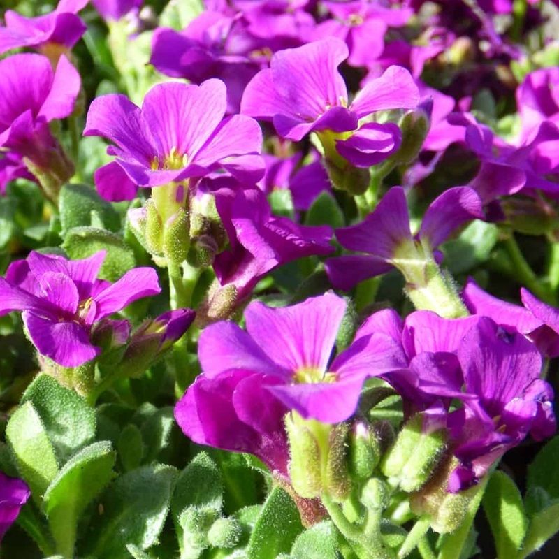 Aubrieta 'Kitte Rose Red'