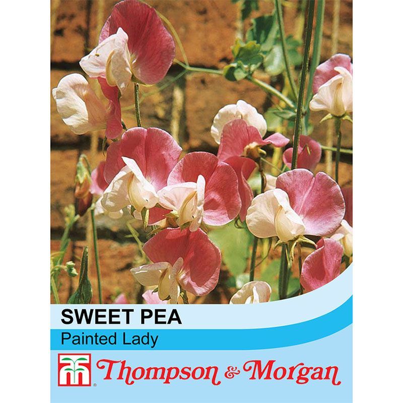Thompson & Morgan Sweet Pea 'Painted Lady'
