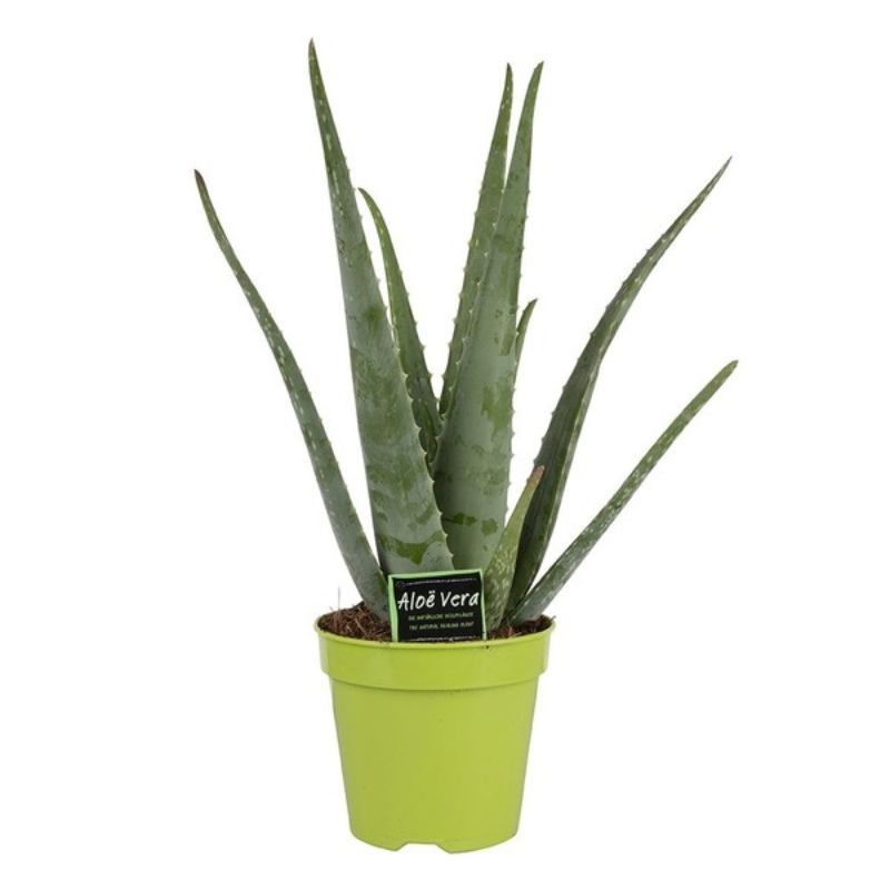 Aloe Vera 15cm Pot