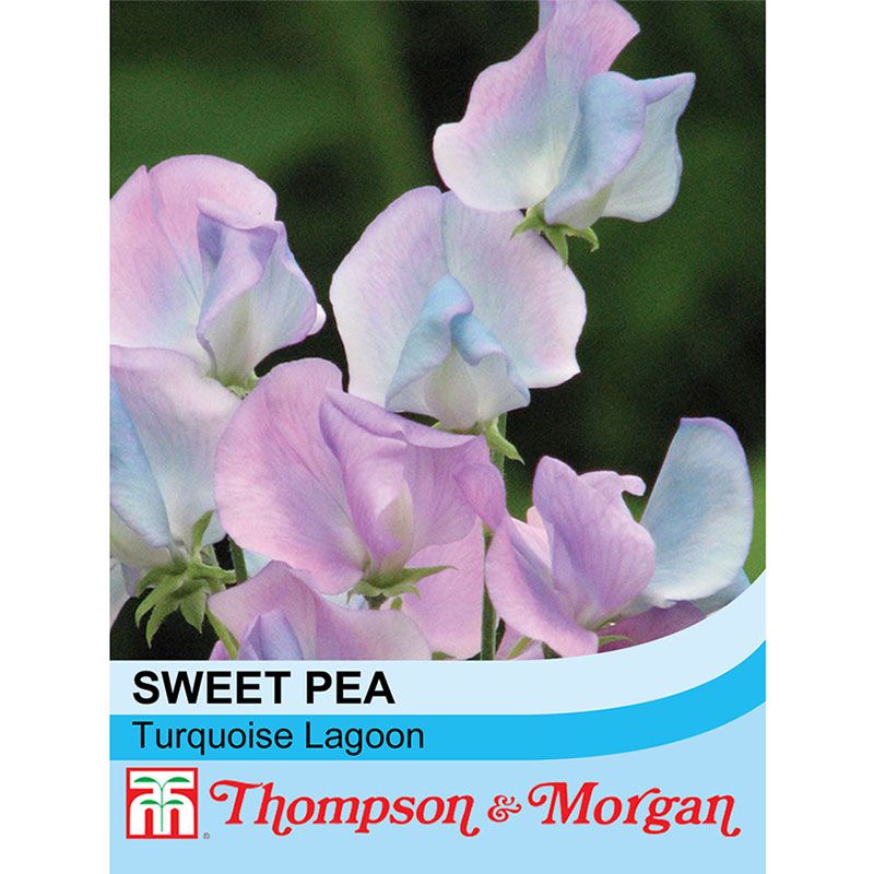Thompson & Morgan Sweet Pea 'Turquoise Lagoon'