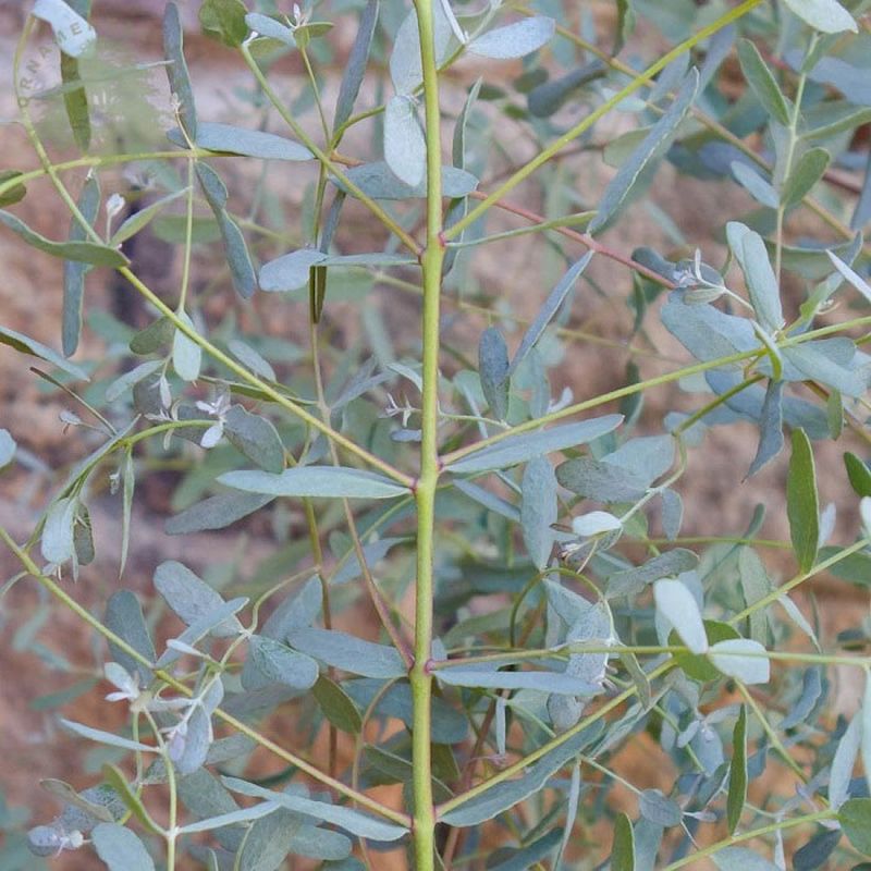 Eucalyptus G. 'France Bleue'