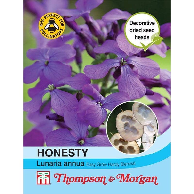 Thompson & Morgan Honesty (Lunaria or Silver Dollar)