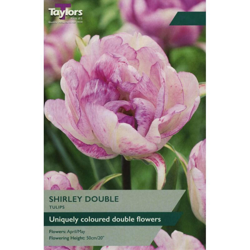 Tulip 'Shirley Double'