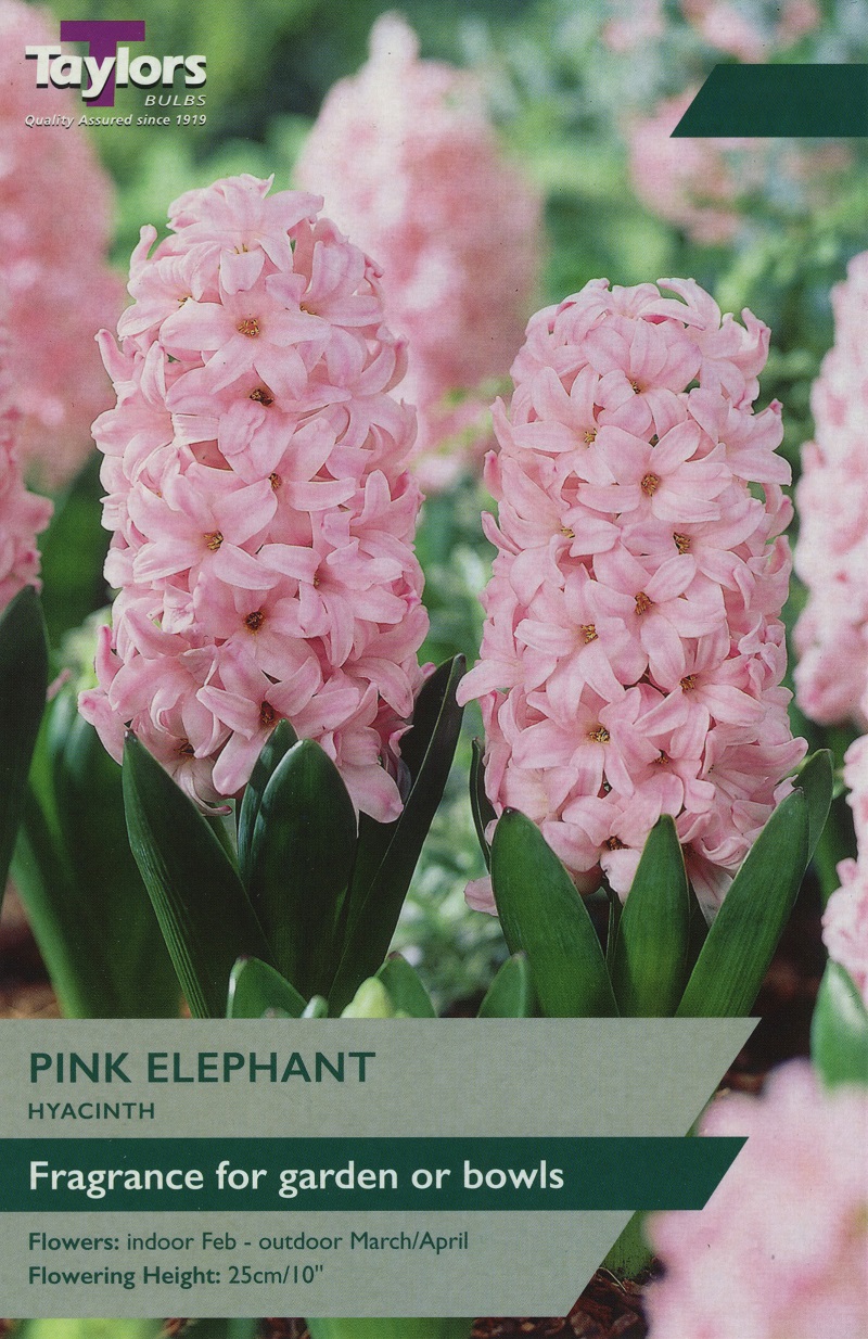 Hyacinth 'Pink Elephant'