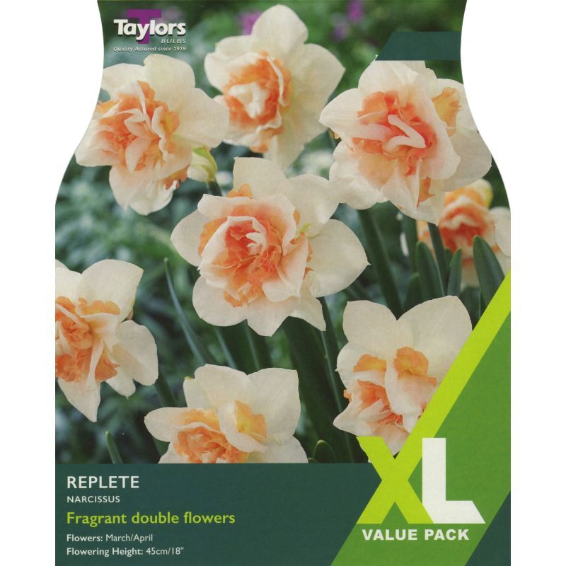 Narcissi 'Replete' - XL Value