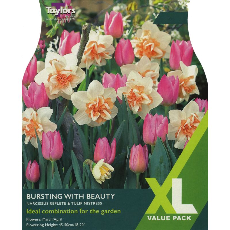 Narcissi 'Bursting With Beauty' - XL Value