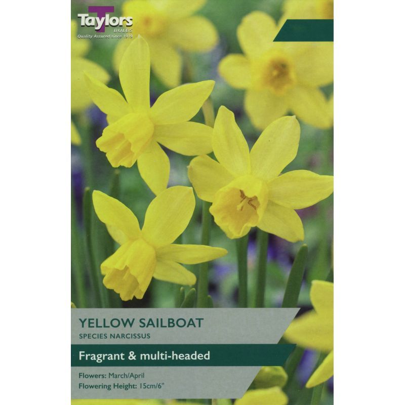 Narcissi 'Yellow Sailboat'