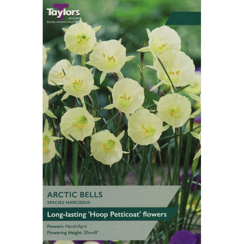 Narcissi 'Arctic Bells'